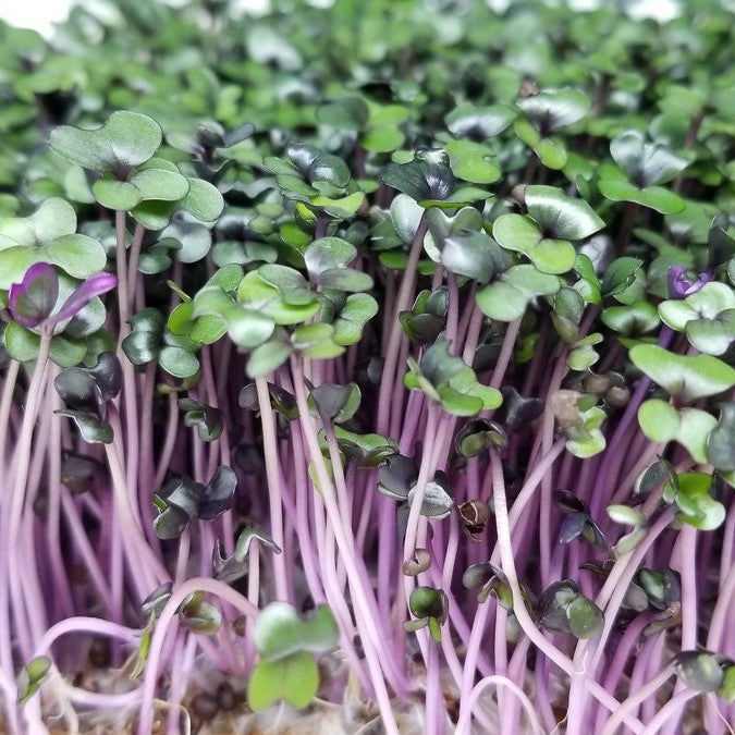 Red Cabbage Microgreens Seeds for kitchen counters - myBageecha