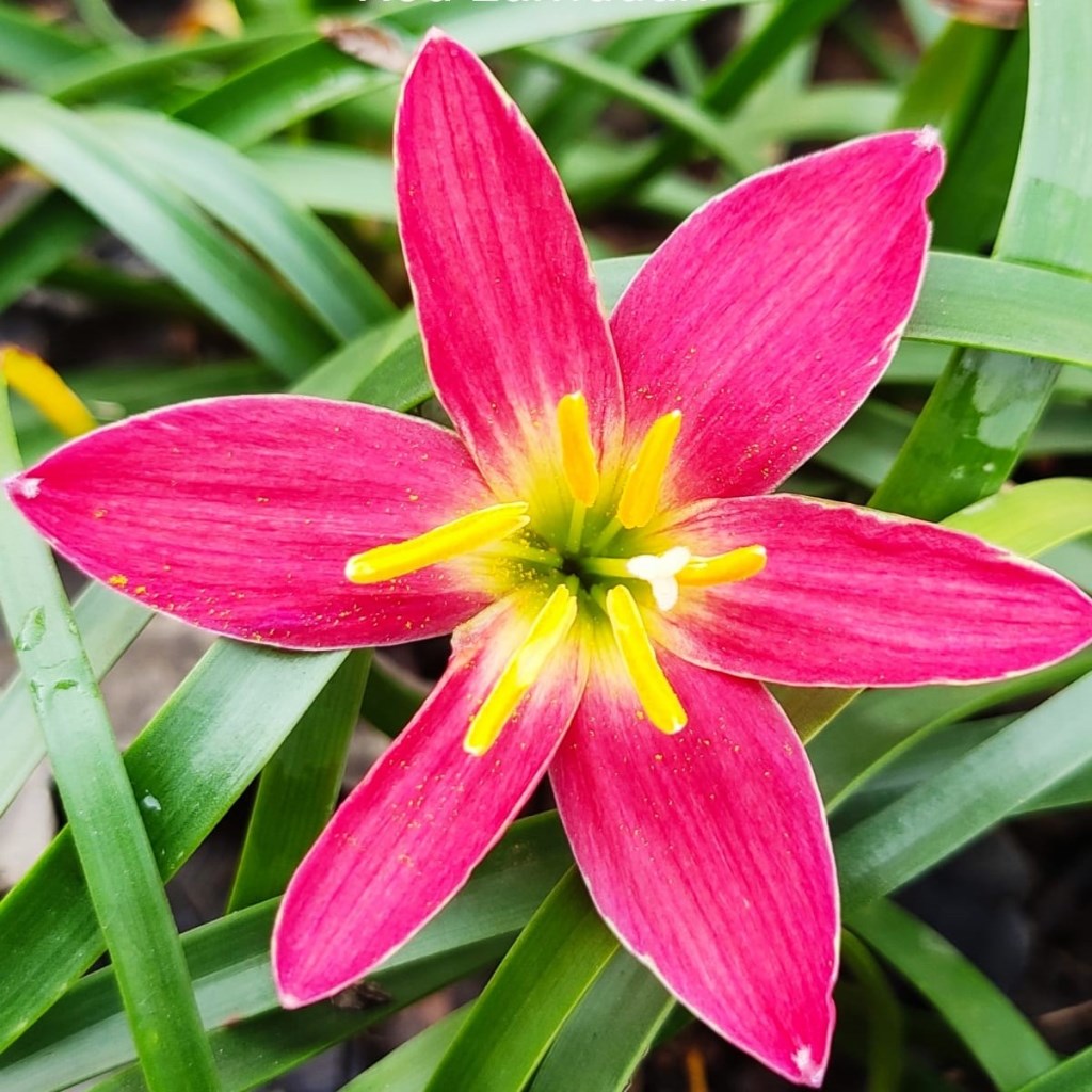 Rain Lily 'Red Lamduan' (Bulbs) - myBageecha