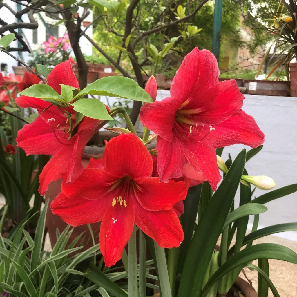 Amaryllis Red Peacock Bulbs - myBageecha