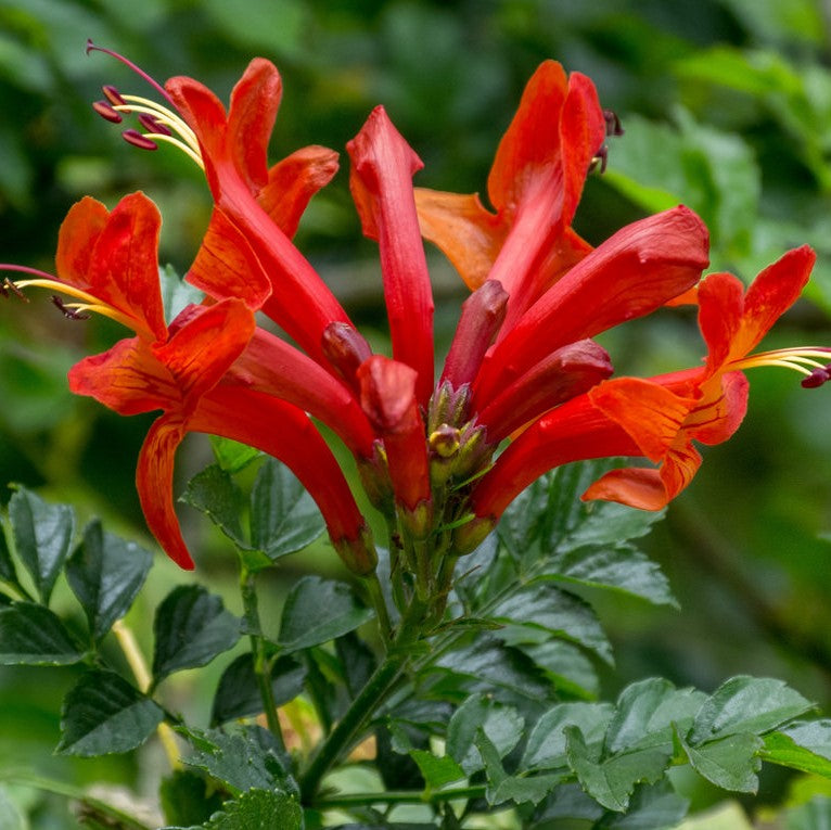 Red Cape Honeysuckle Plant - myBageecha