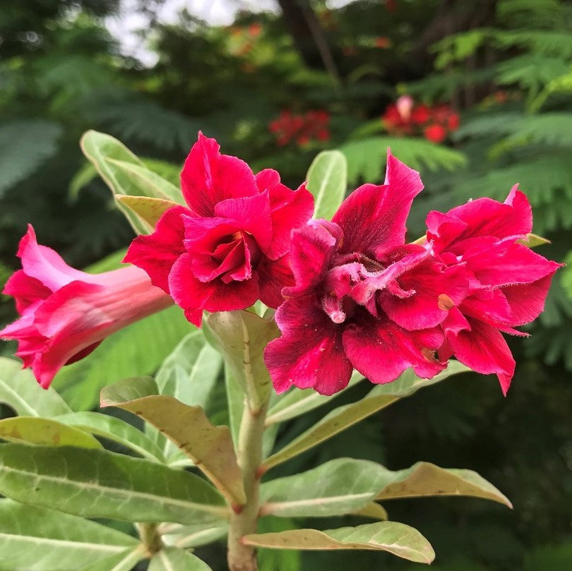 Rhubarb Splash Adenium Plant - myBageecha