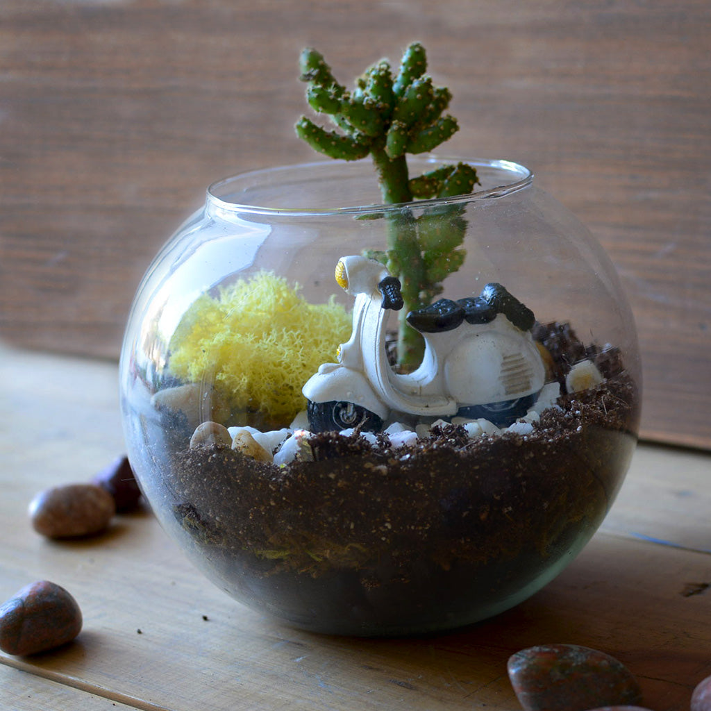 Rider of the Storm Terrarium Kit - myBageecha