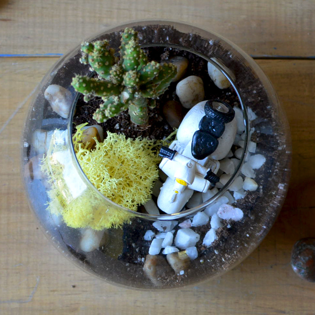 Rider of the Storm Terrarium Kit - myBageecha