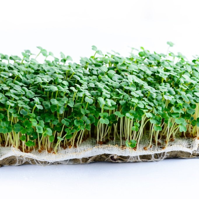Microgreens Rocket Cultivated Seeds – myBageecha