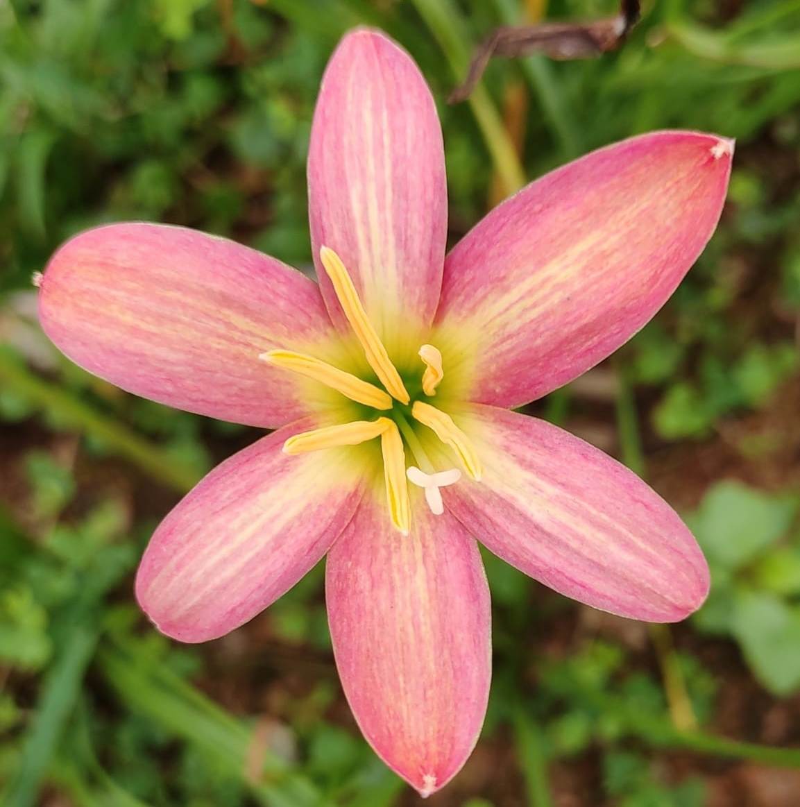 Rain Lily 'Rose Perfection' (Bulbs) - myBageecha