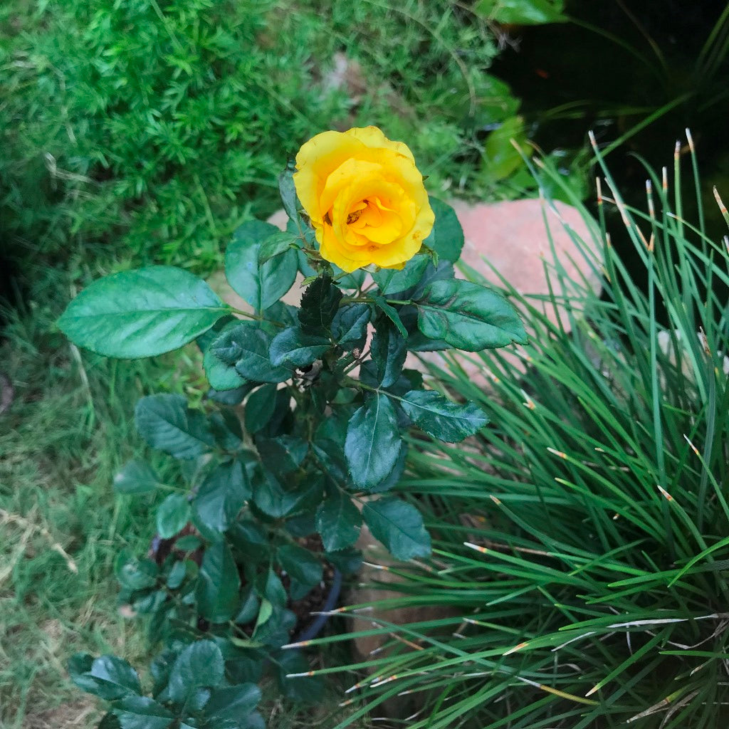 Forever Yellow Shrub Rose Plant - myBageecha