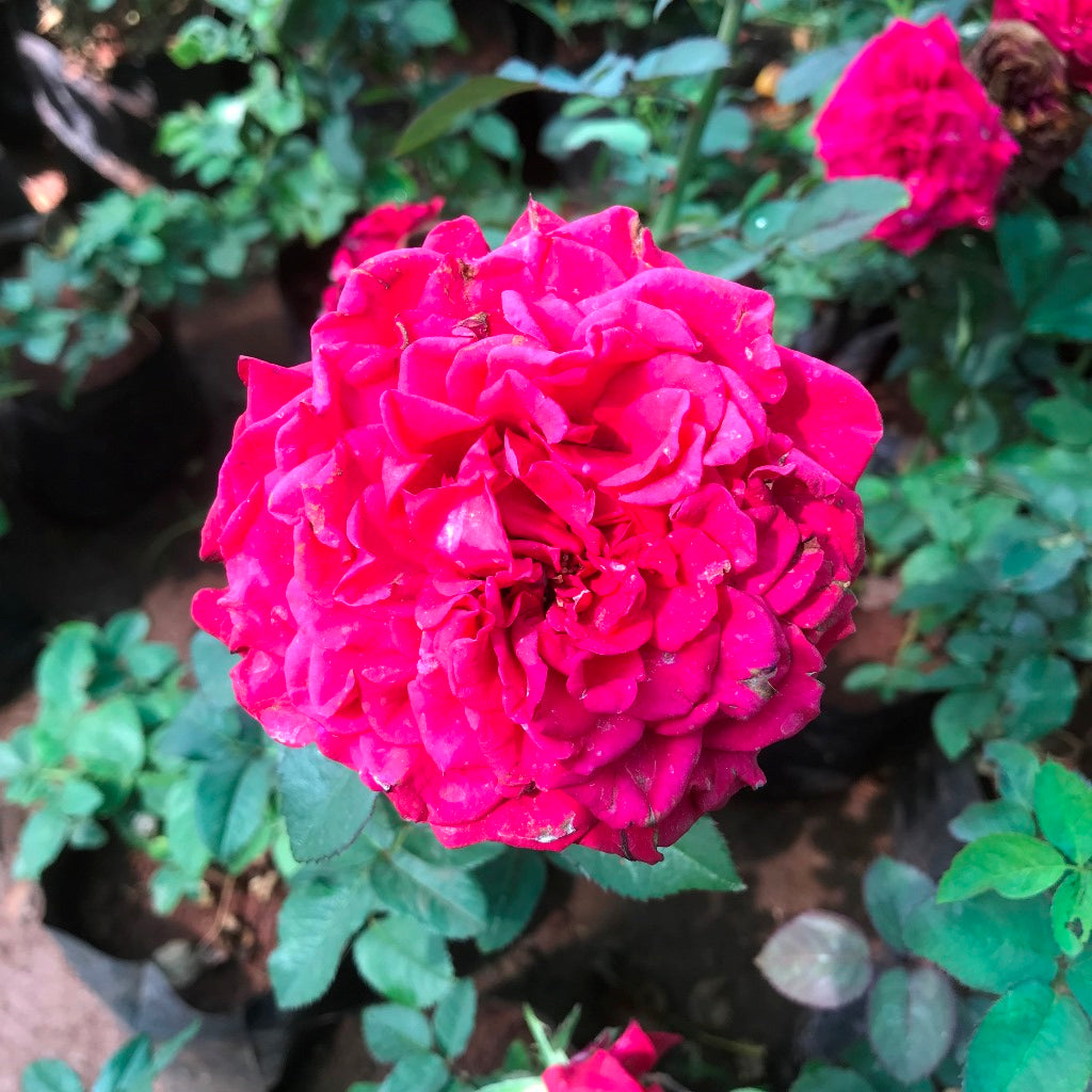 The Dark Lady Shrub Rose Plant - myBageecha