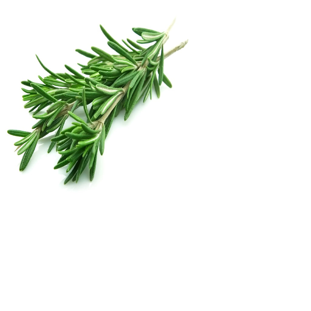 Rosemary perennial herb crop – myBageecha