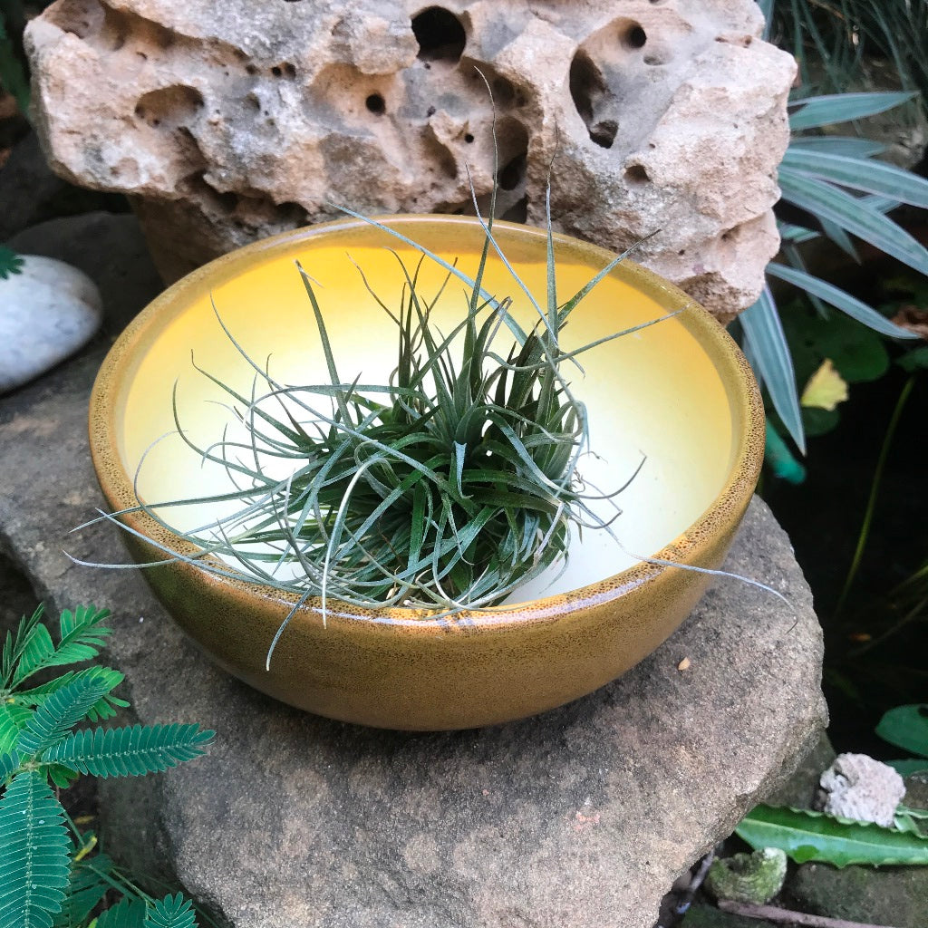 Exotic Metallic Bonsai Ceramic Pot (Medium) – Metallic Design – myBageecha