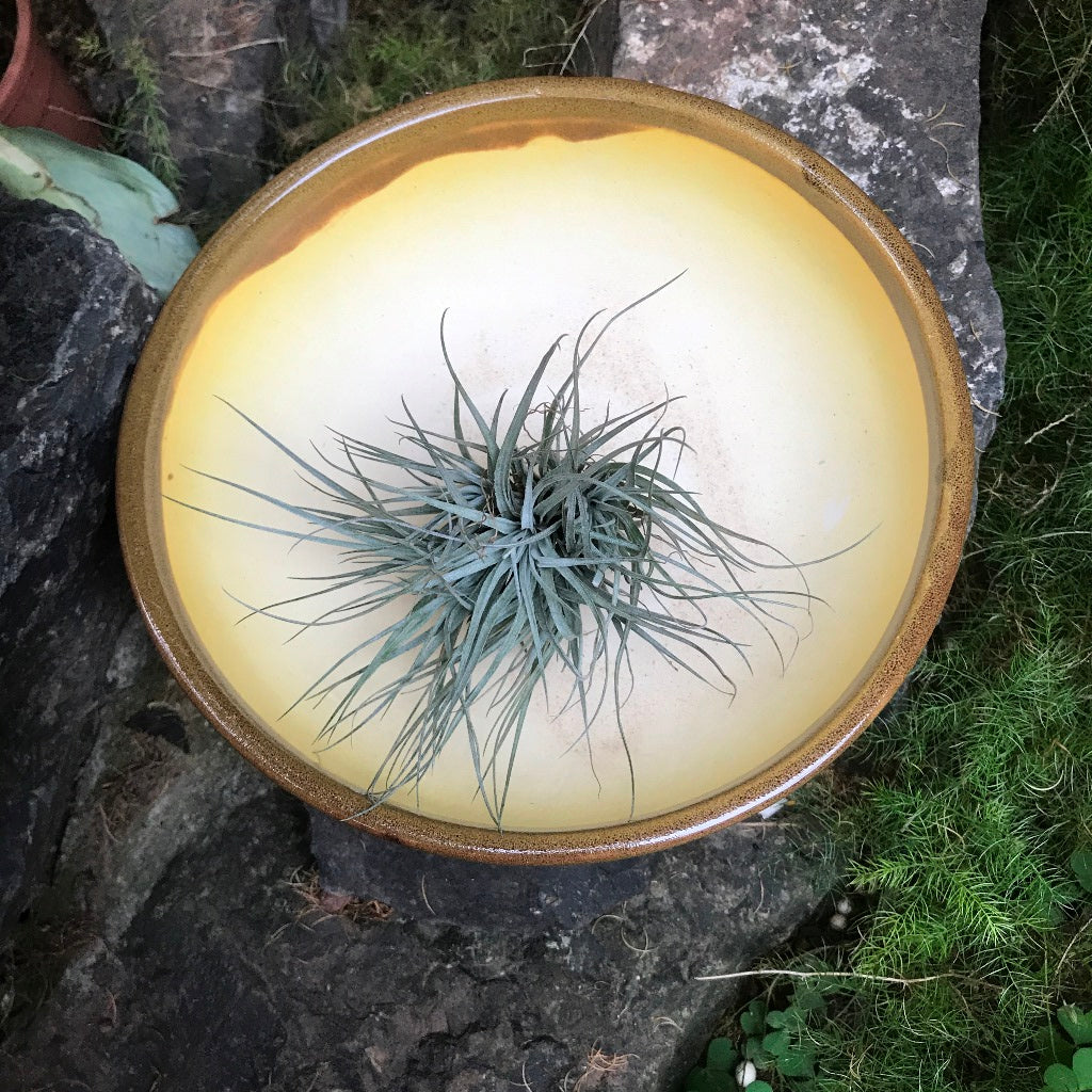 Exotic Metallic Bonsai Ceramic Pot (Large) – myBageecha