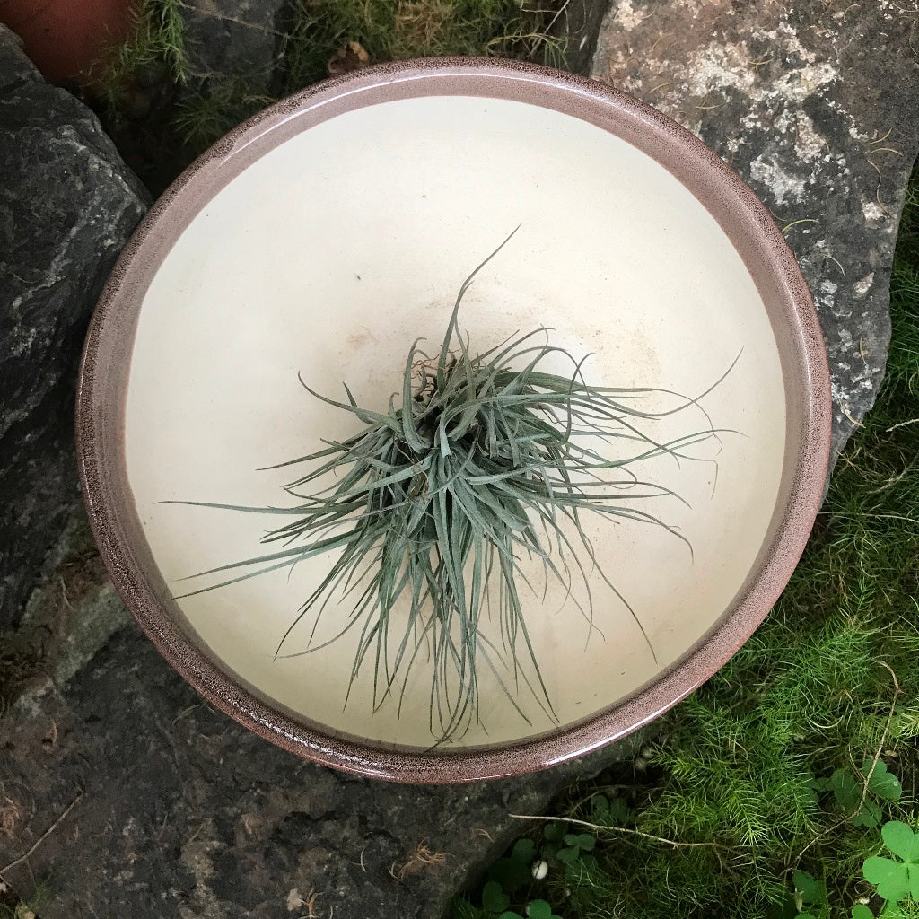 Exotic Metallic Bonsai Ceramic Pot (Large) - myBageecha