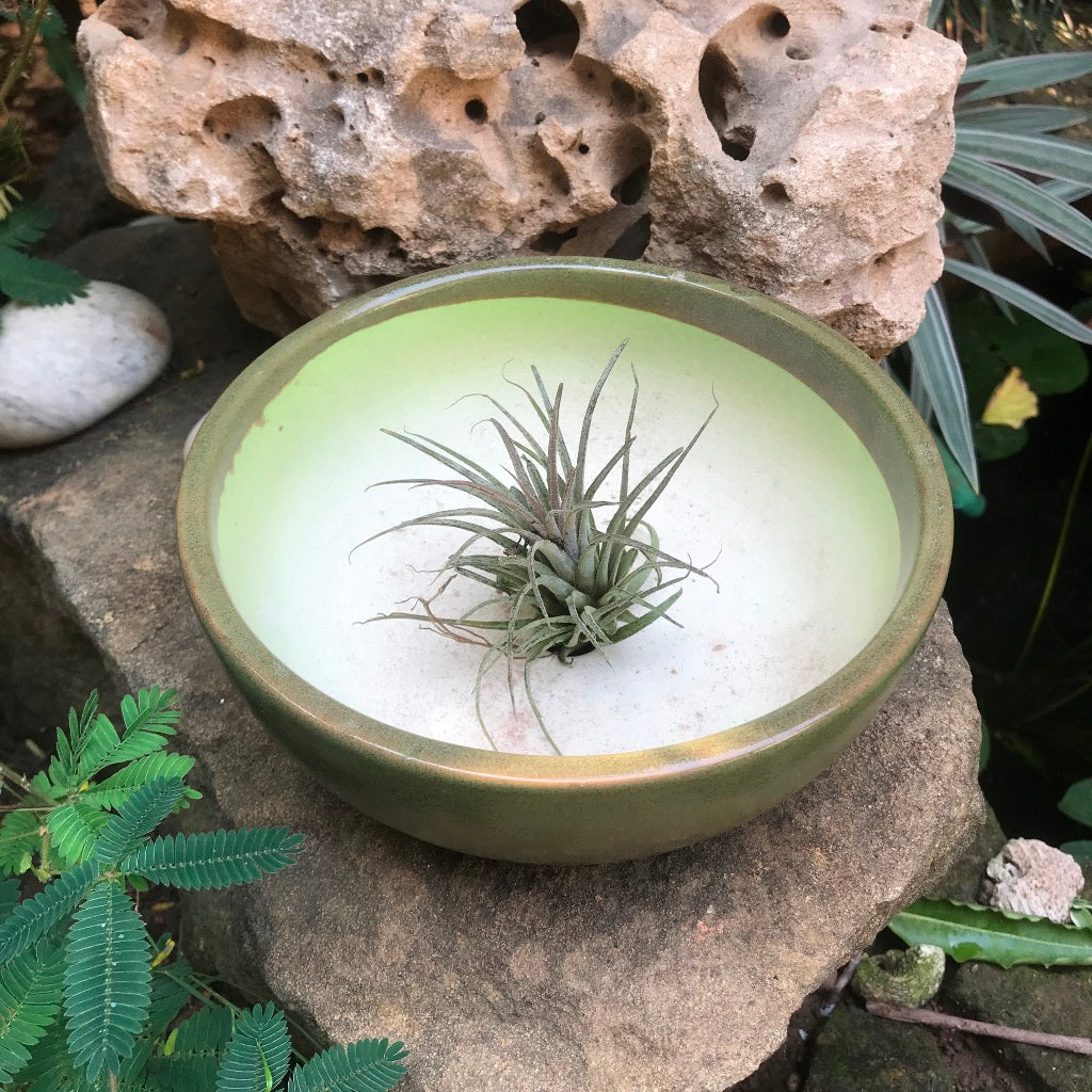 Exotic Metallic Bonsai Ceramic Pot (Medium) - myBageecha