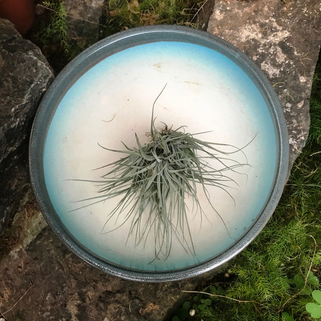 Exotic Metallic Bonsai Ceramic Pot (Large) - myBageecha