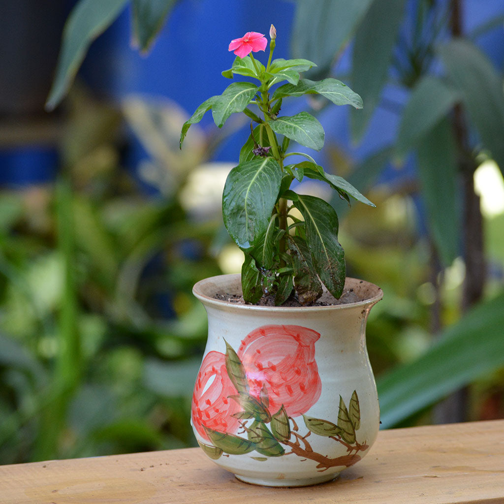 Rummage in Wild Ceramic Pot - myBageecha