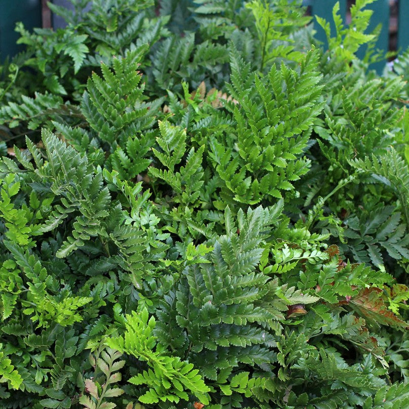 Leatherleaf Fern Plant - myBageecha
