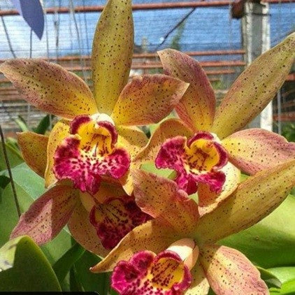 Cat. Rustic Spots - myBageecha