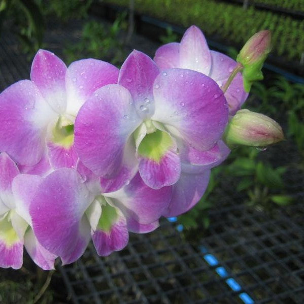 Den. Rynco Pinky - myBageecha