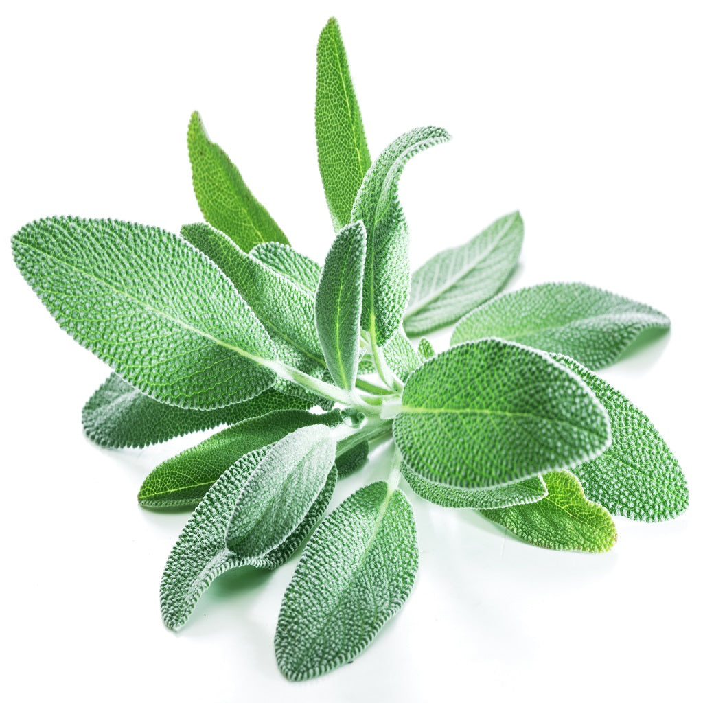 Garden Sage perennial herb crop – myBageecha