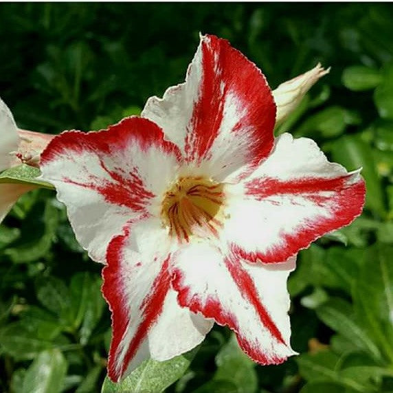 Linckii Star Adenium Plant - myBageecha