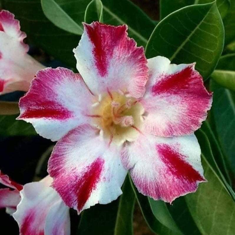 Candy Crush Adenium Plant - myBageecha