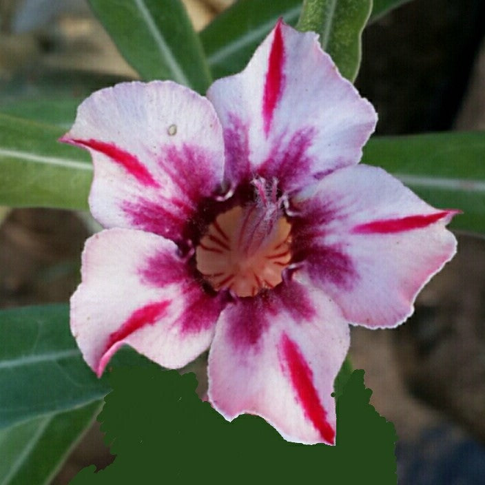 Supernova Adenium Plant - myBageecha