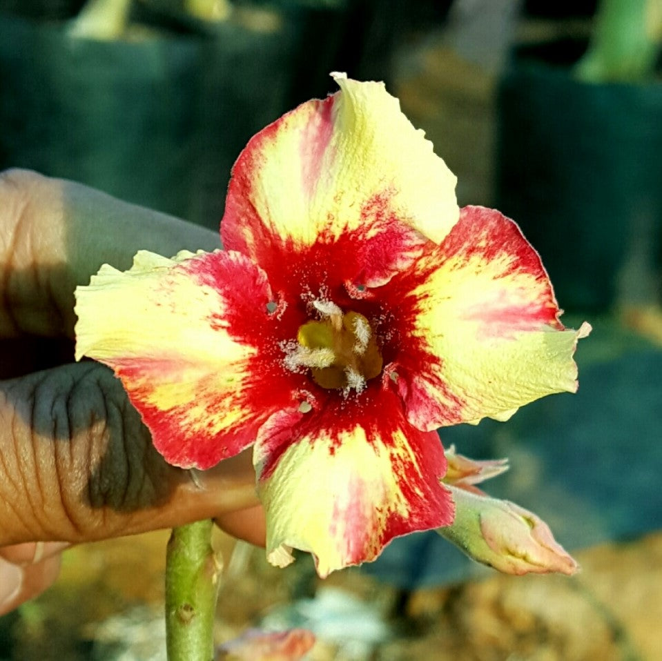 Amber Cloud Adenium Plant - myBageecha