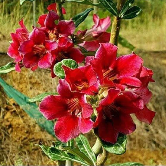 Scarlet Paradise Adenium Plant - myBageecha