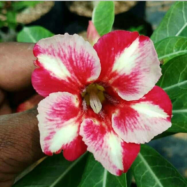 Memoir Coir Adenium Plant - myBageecha