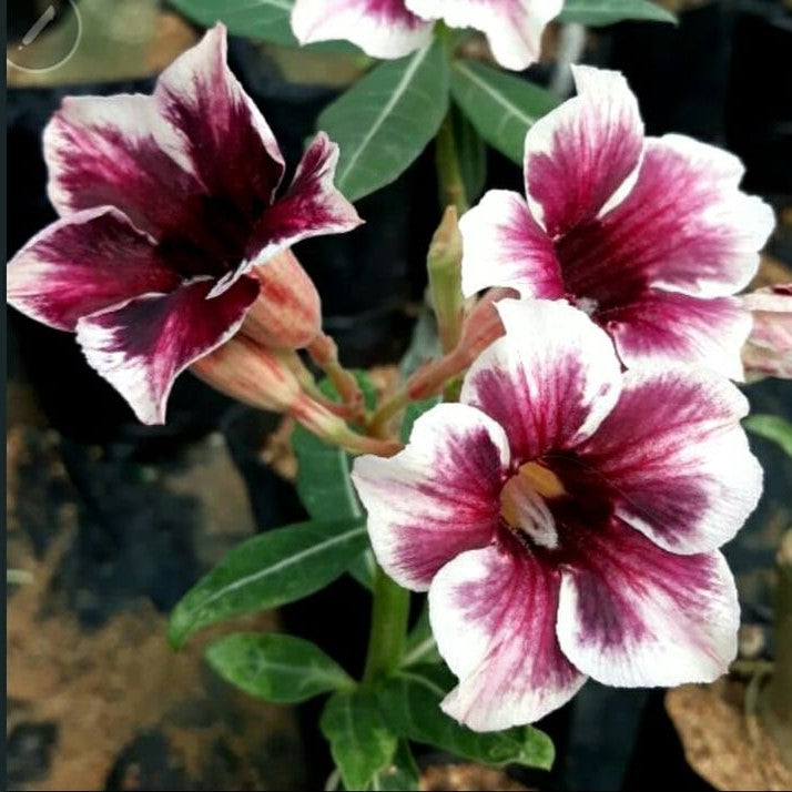 Purple Finch Adenium Plant - myBageecha