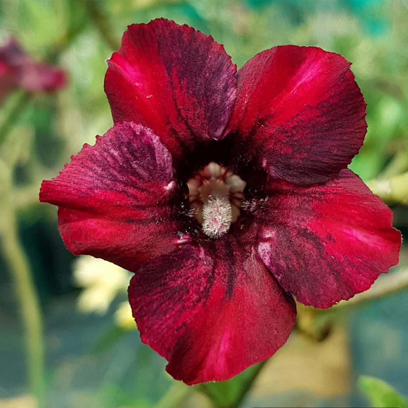 Red Jasper Adenium Plant - myBageecha