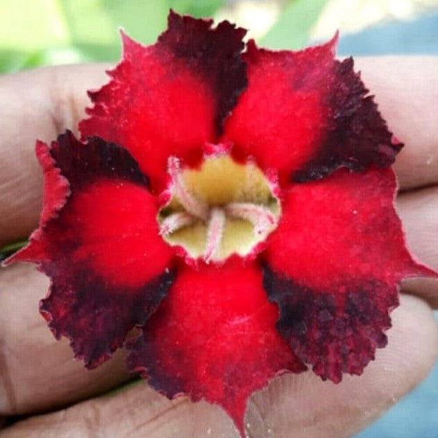 Swing Swan Adenium Plant - myBageecha