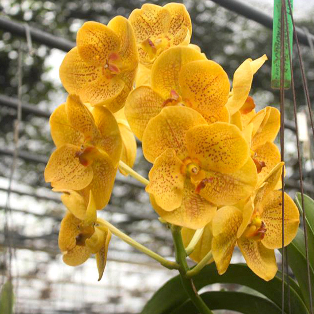 Suksamaran Gold Plants myBageecha - myBageecha