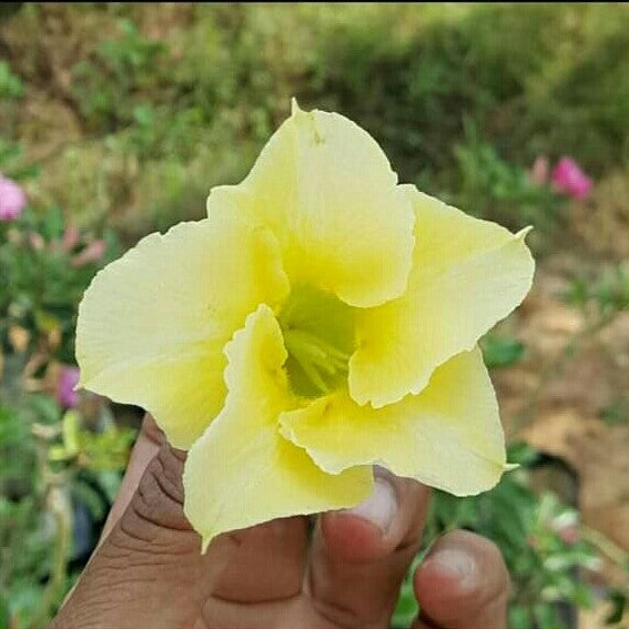 Elegance Adenium Plant - myBageecha