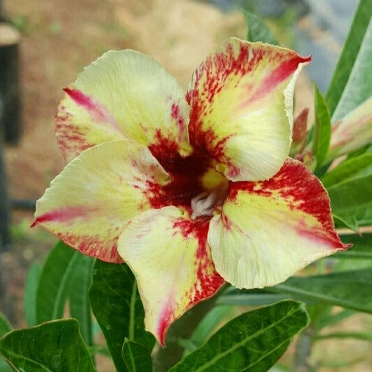 Twinkling Bloom Adenium Plant - myBageecha