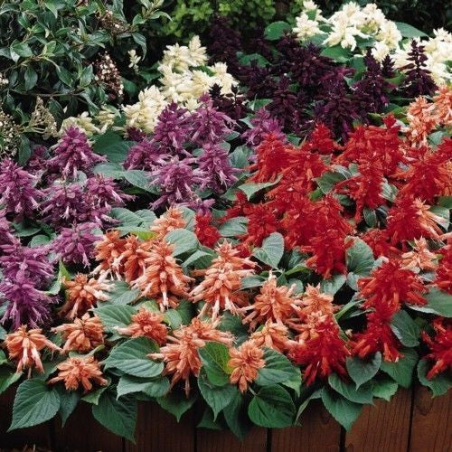 Salvia Vista Mix OP Flower Seeds – red salvia blooms – myBageecha