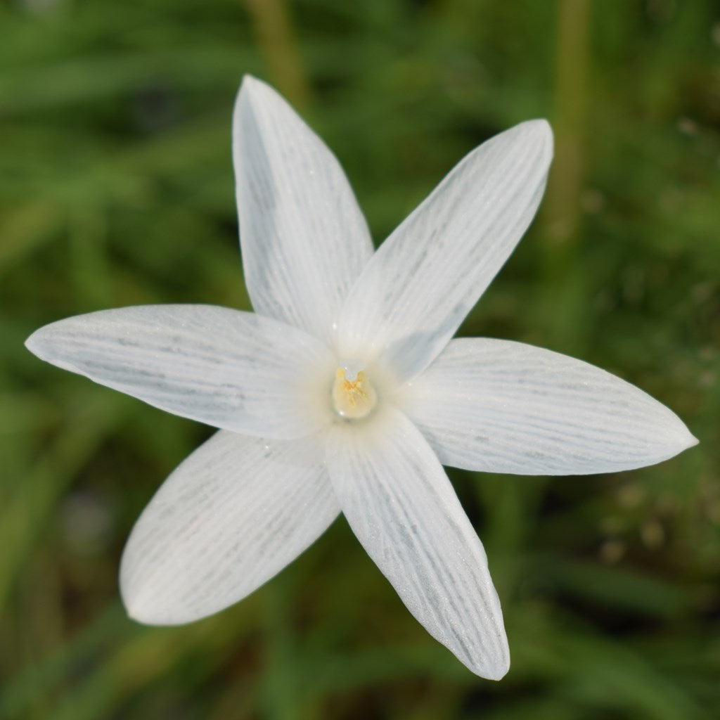 Rain Lily 'San Carlos' (Bulbs) - myBageecha