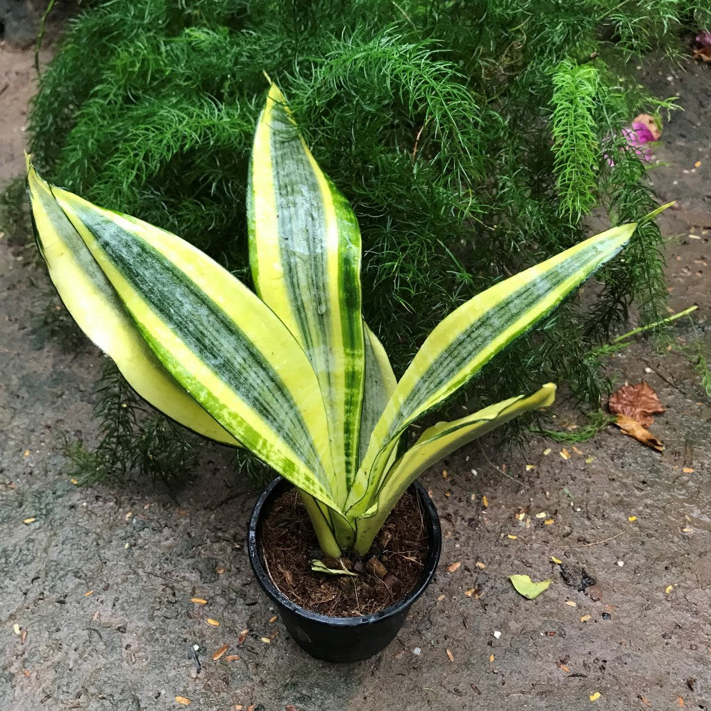 Sansevieria trifasciata Gold Dust Plant - myBageecha