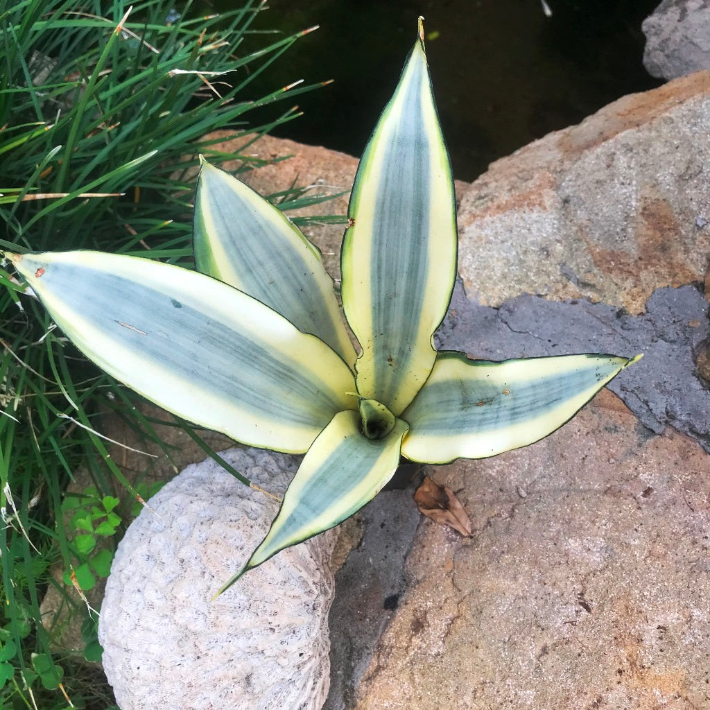 Sansevieria Ghost Plant - myBageecha