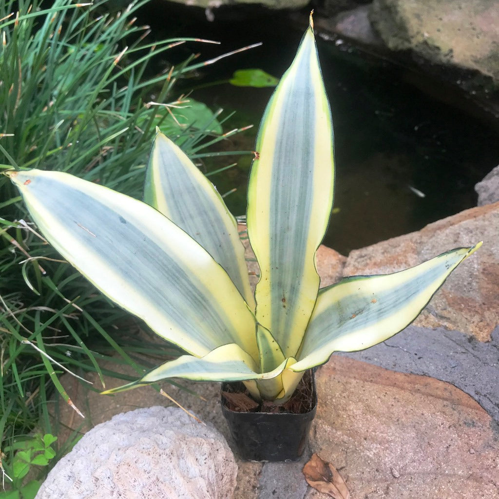 Sansevieria Ghost Pale Variegated Indoor Plant