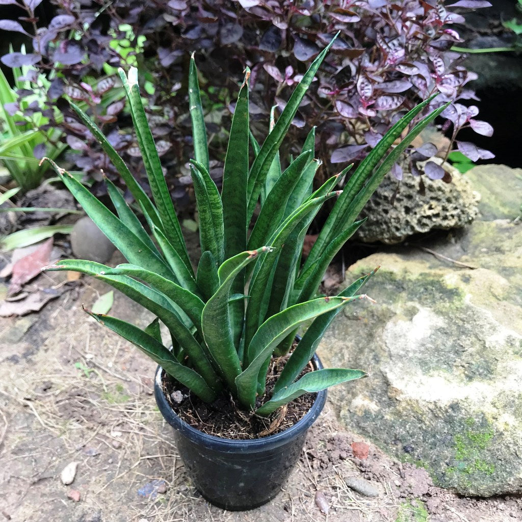 Sansevieria Hybrida Lilliput Plant - myBageecha