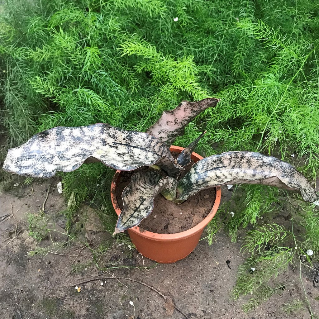 Sansevieria Star Canyon Granite Plant - myBageecha