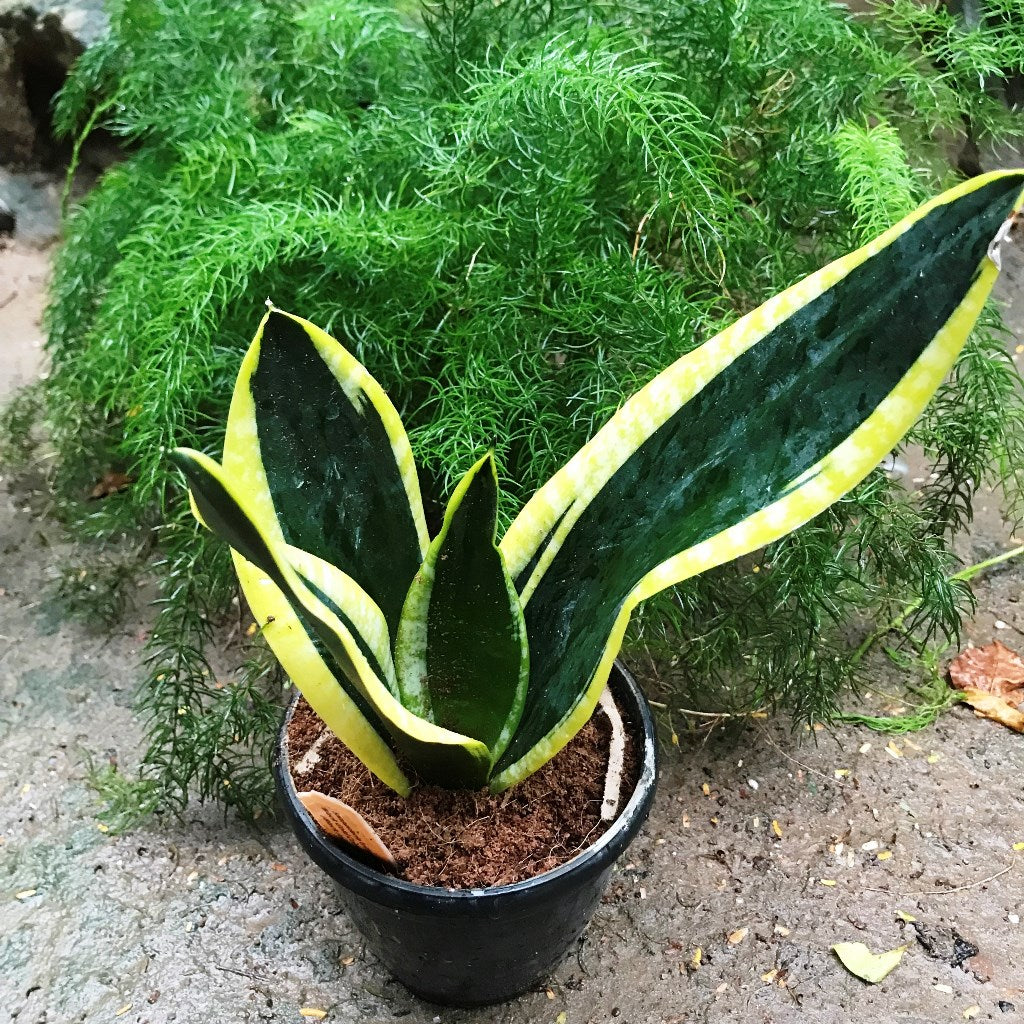 Sansevieria trifasciata Black Gold Compacta Plant - myBageecha