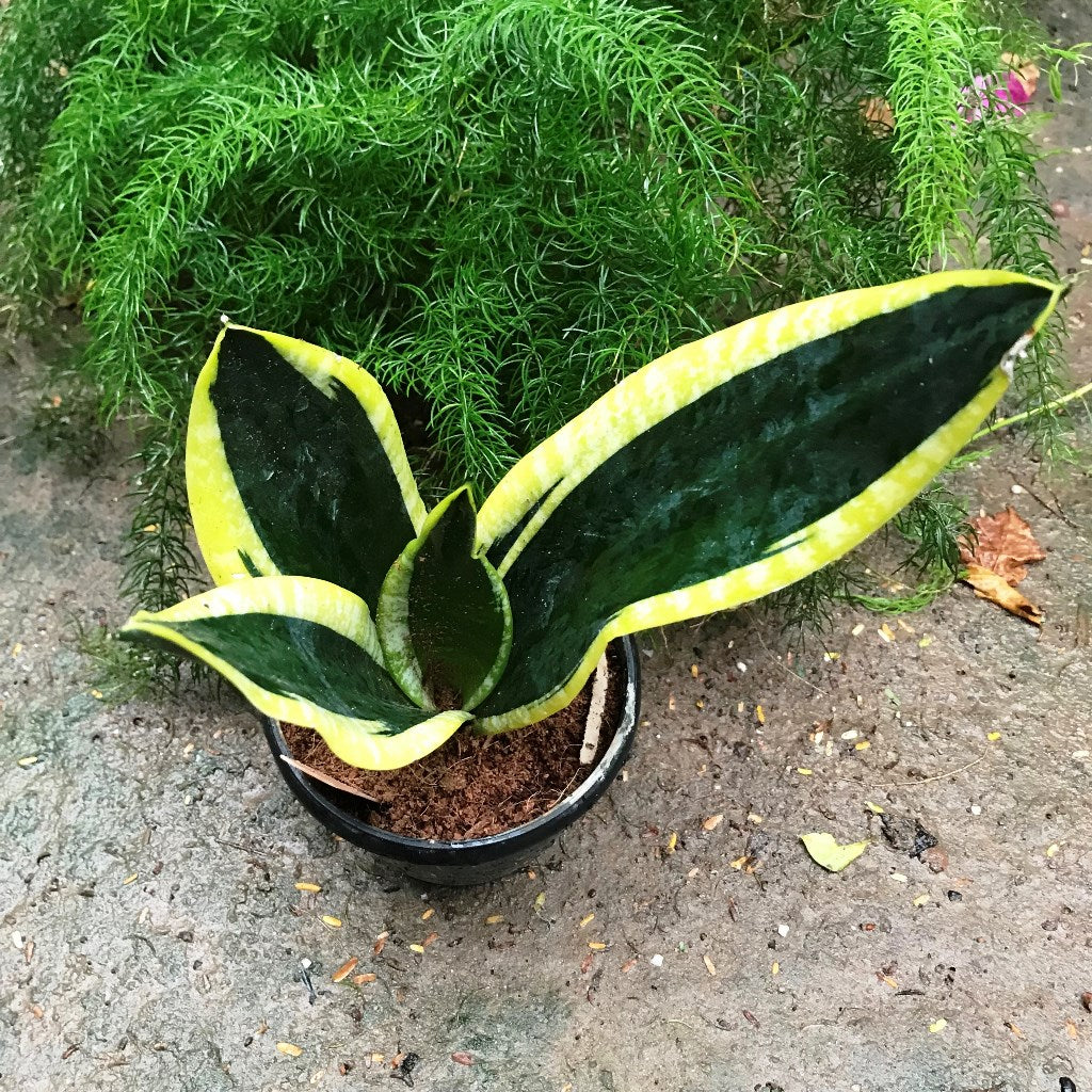 Sansevieria trifasciata Black Gold Compacta Plant - myBageecha
