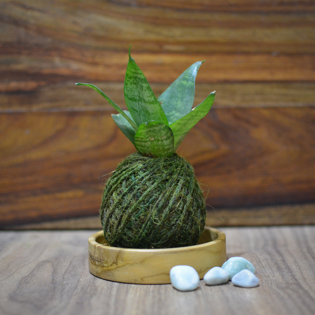 Kokedama Moss Ball Sansevieria Hahnii Plant - myBageecha