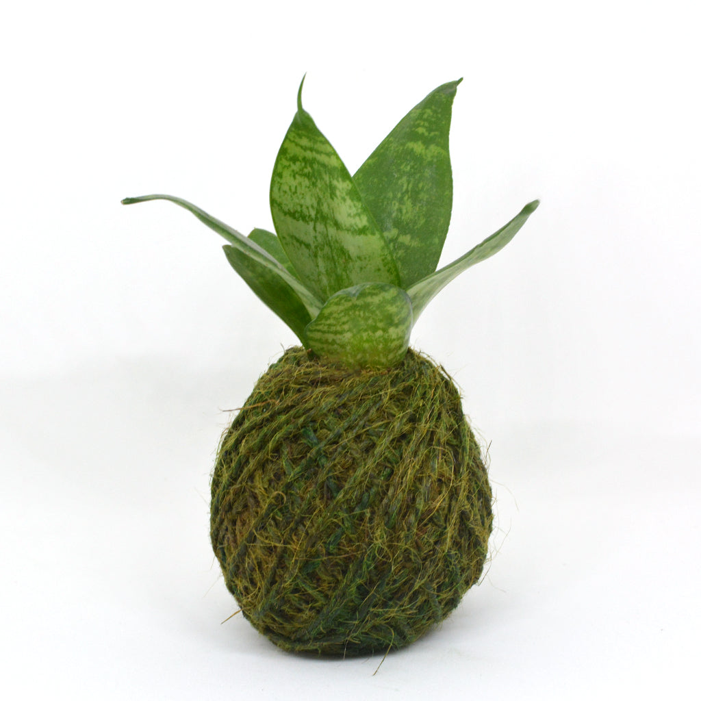 Kokedama Moss BallSansevieria Hahnii Plant - myBageecha
