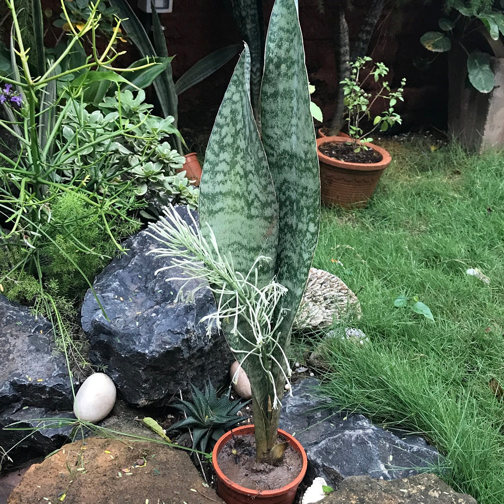 Sansevieria Kirkii Pulchra Decorative Plant