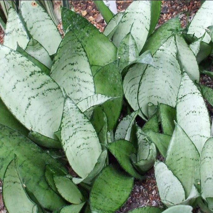 Sansevieria Trifasciata Silver Hahnii Plant - myBageecha