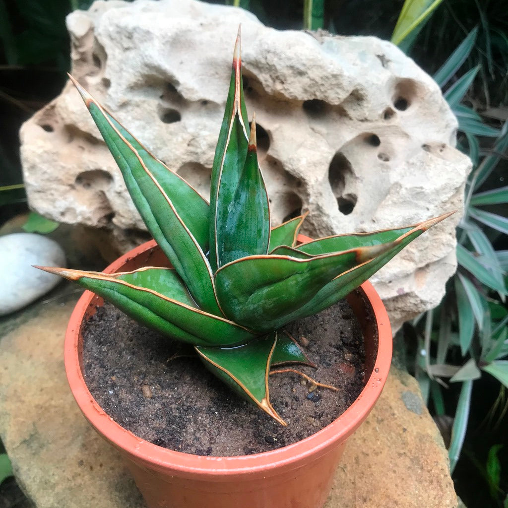 Sansevieria Pinguicula Plant - myBageecha