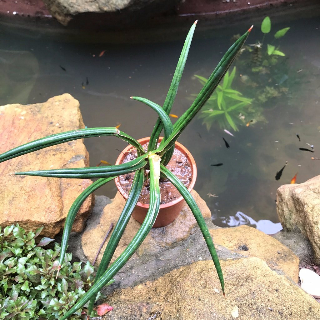 Sansevieria Ballyi Compact Air Purifying Plant