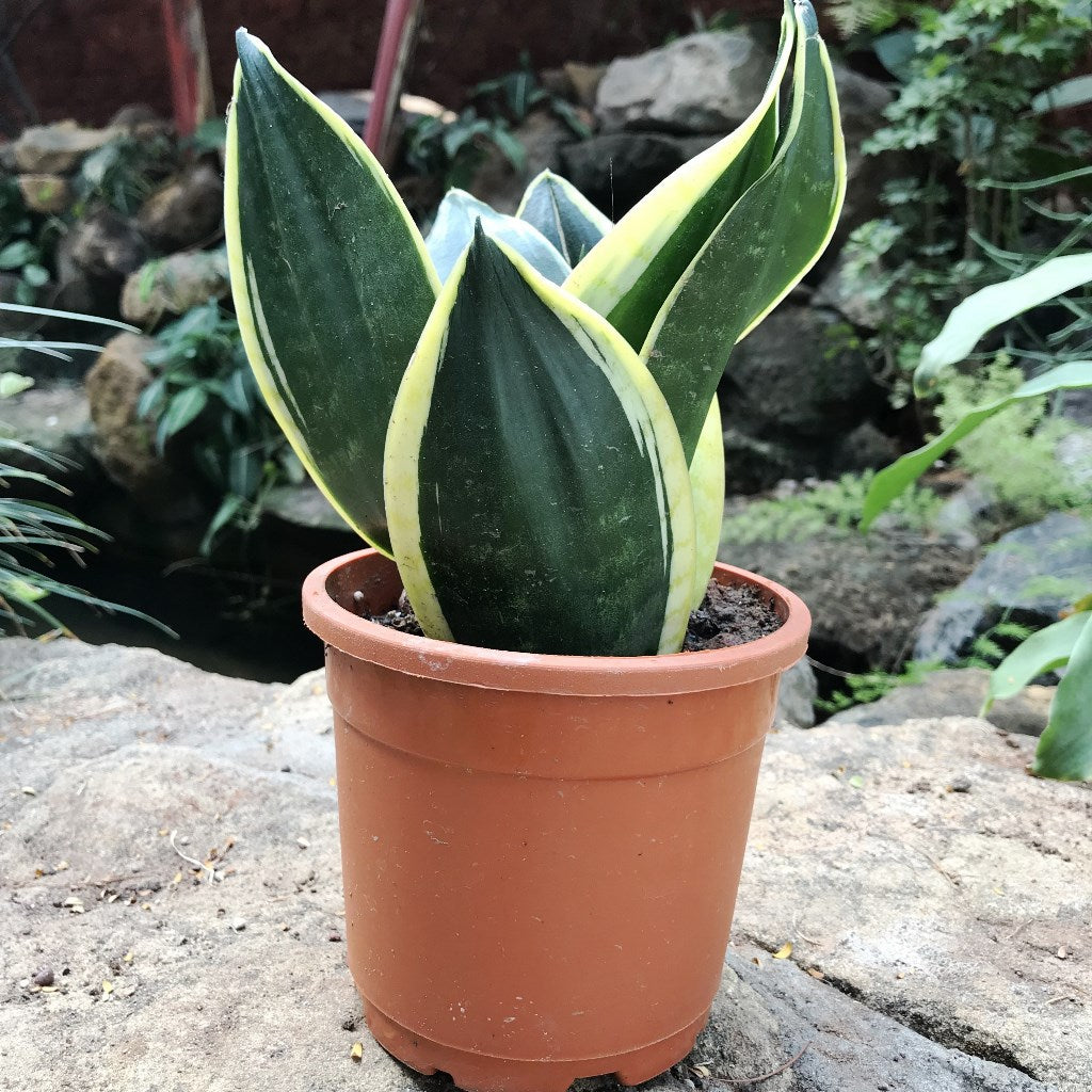 Sansevieria Black Futura Goldedge Plant - myBageecha